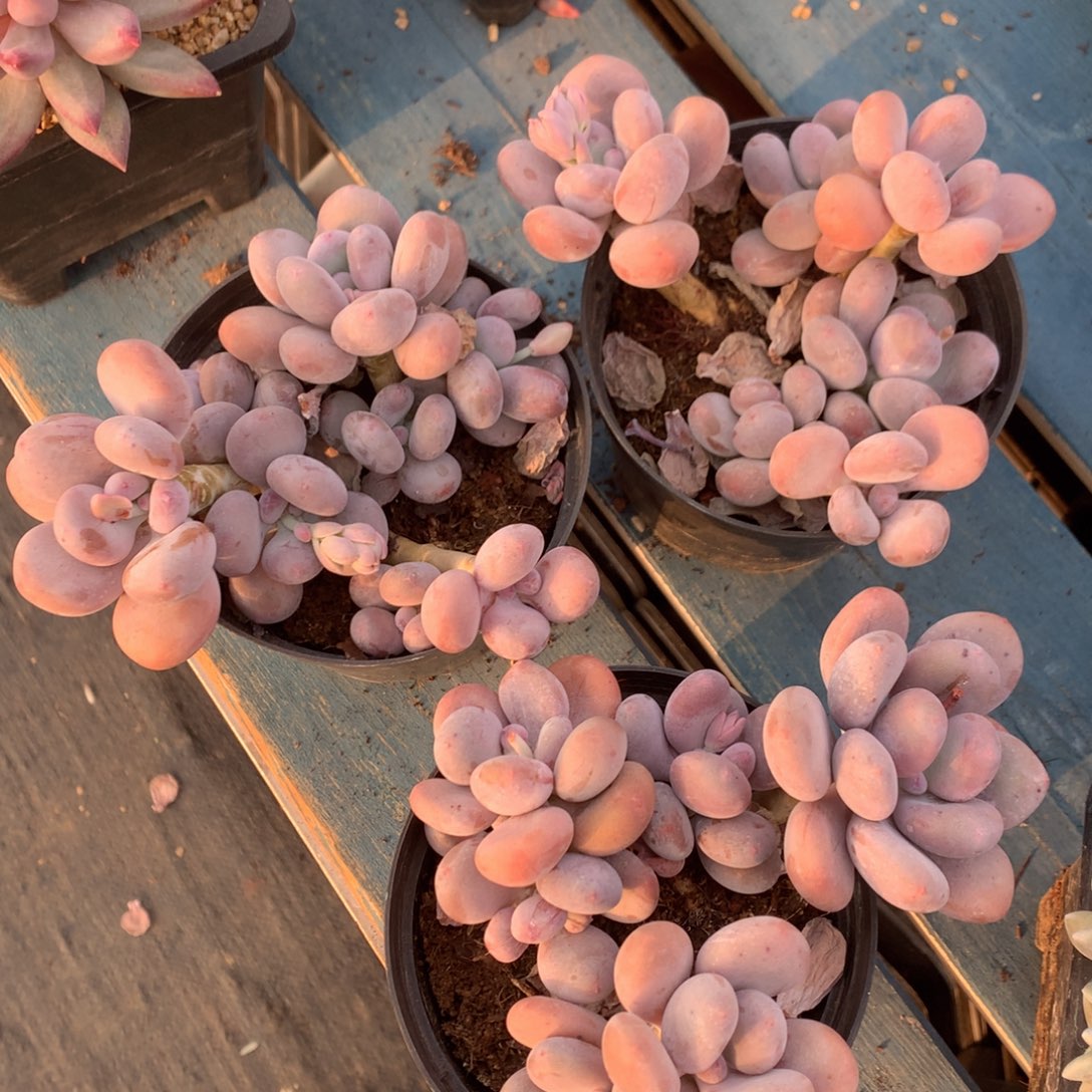 蛋黄奶酪拼的三盆一起一物一拍