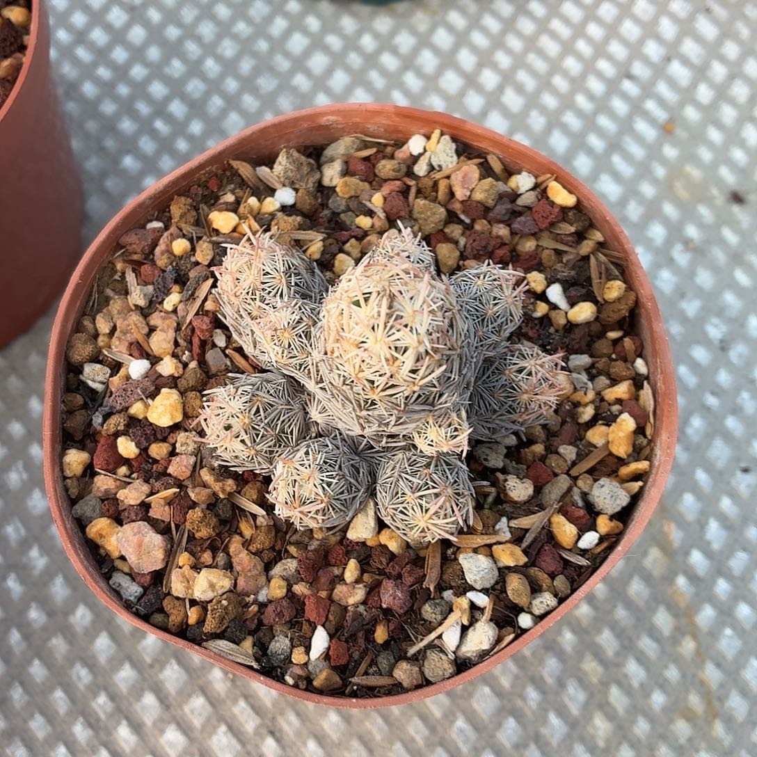 順***꧔无花朵紫王！！！！！！！