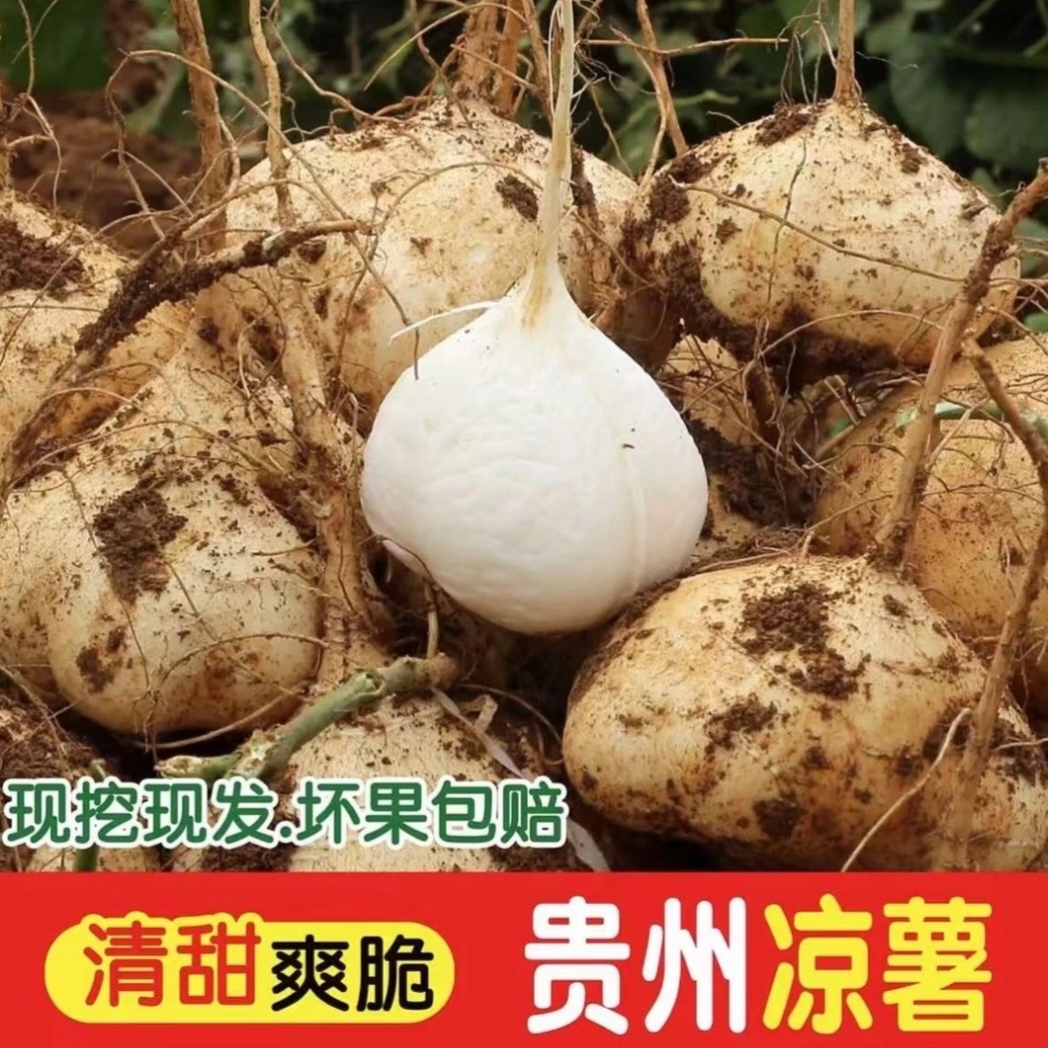 贵州地萝卜瓜农家种植凉薯