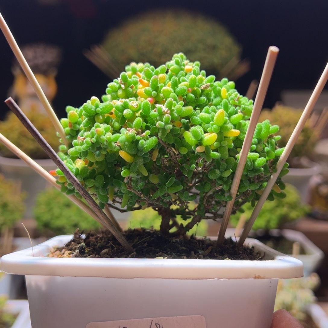 249蜜橘一物一拍带盆土发货