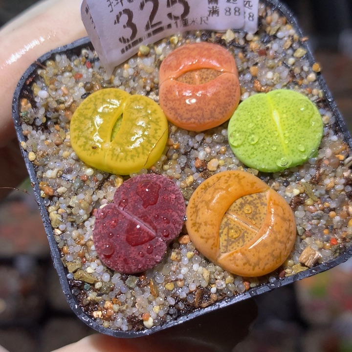 精品生石花311.325