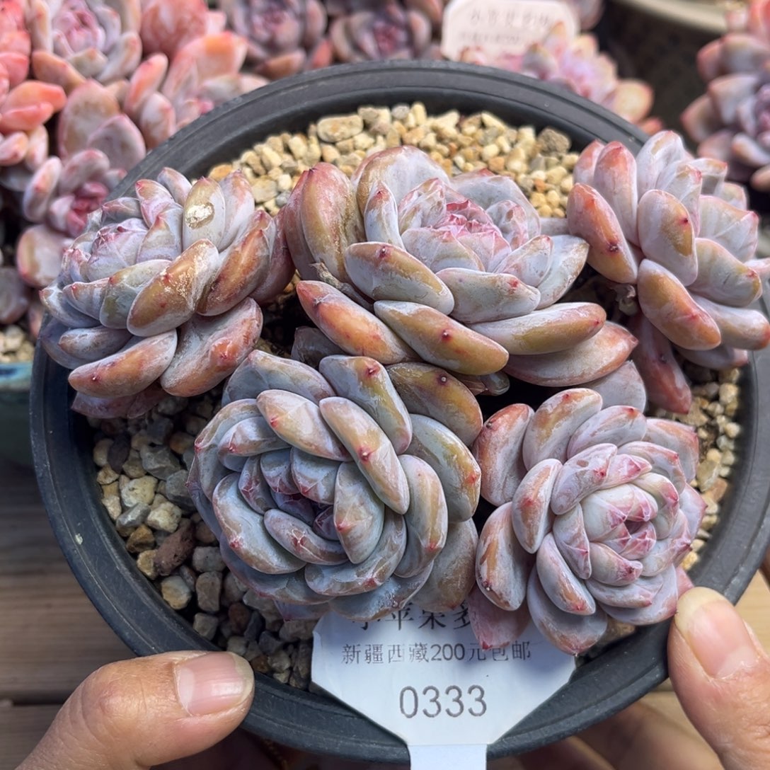 绿底紫心333/15cm5头