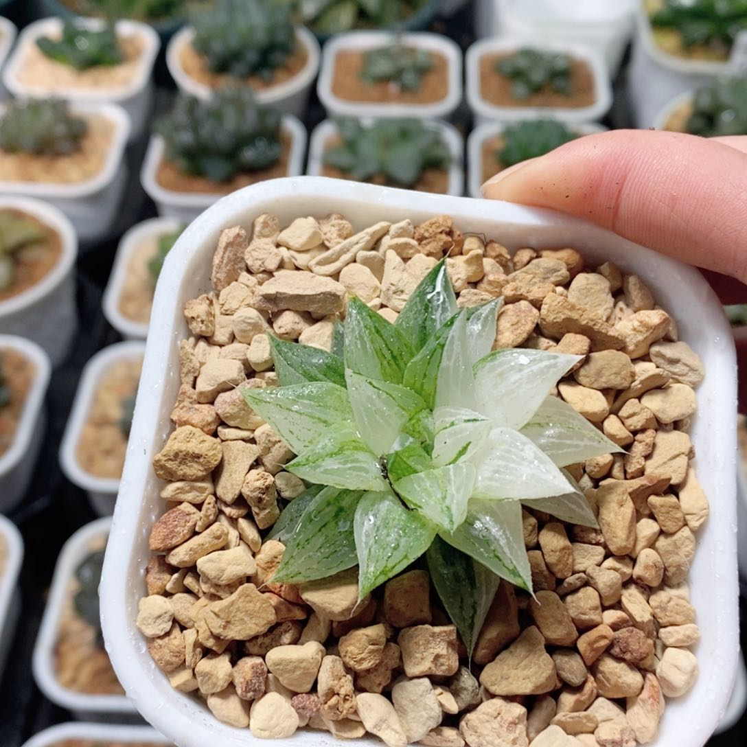 元祖冰砂糖锦多肉植物多肉植物