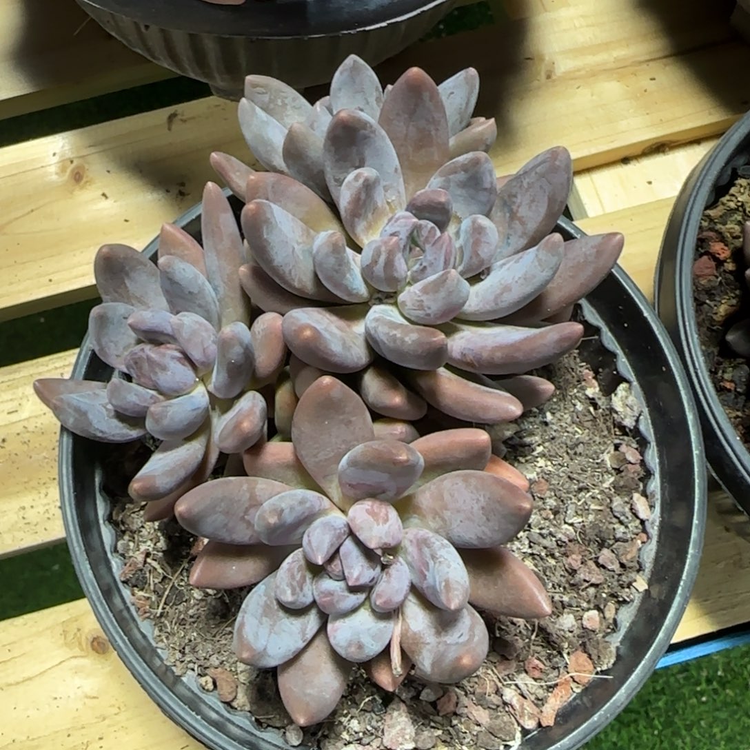 三代高科技股份从v不好过