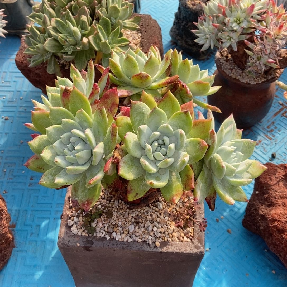 赛丽娜多肉植物啦啦啦