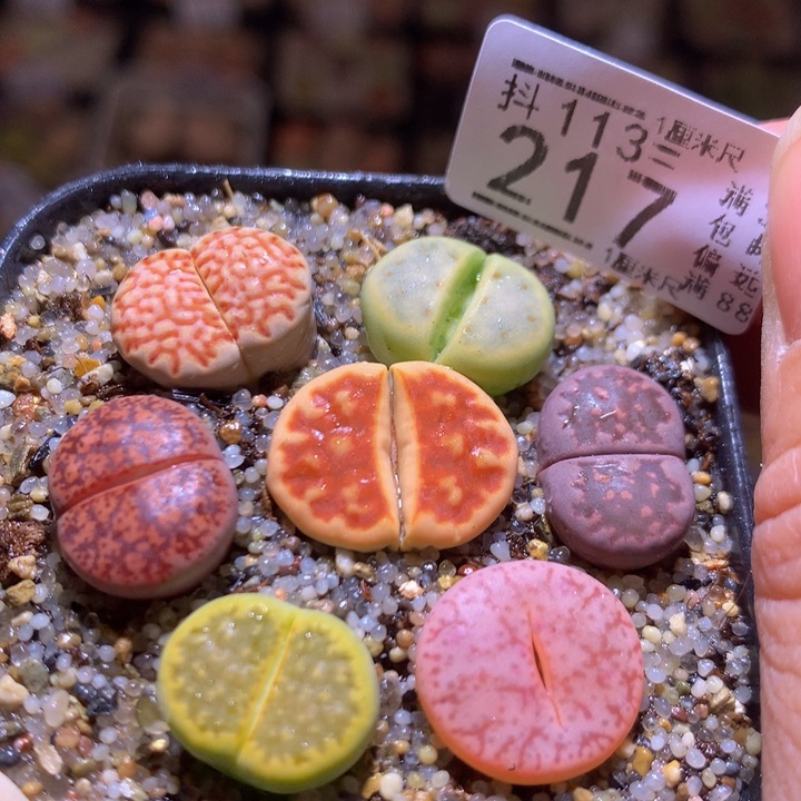 精品生石花113.217