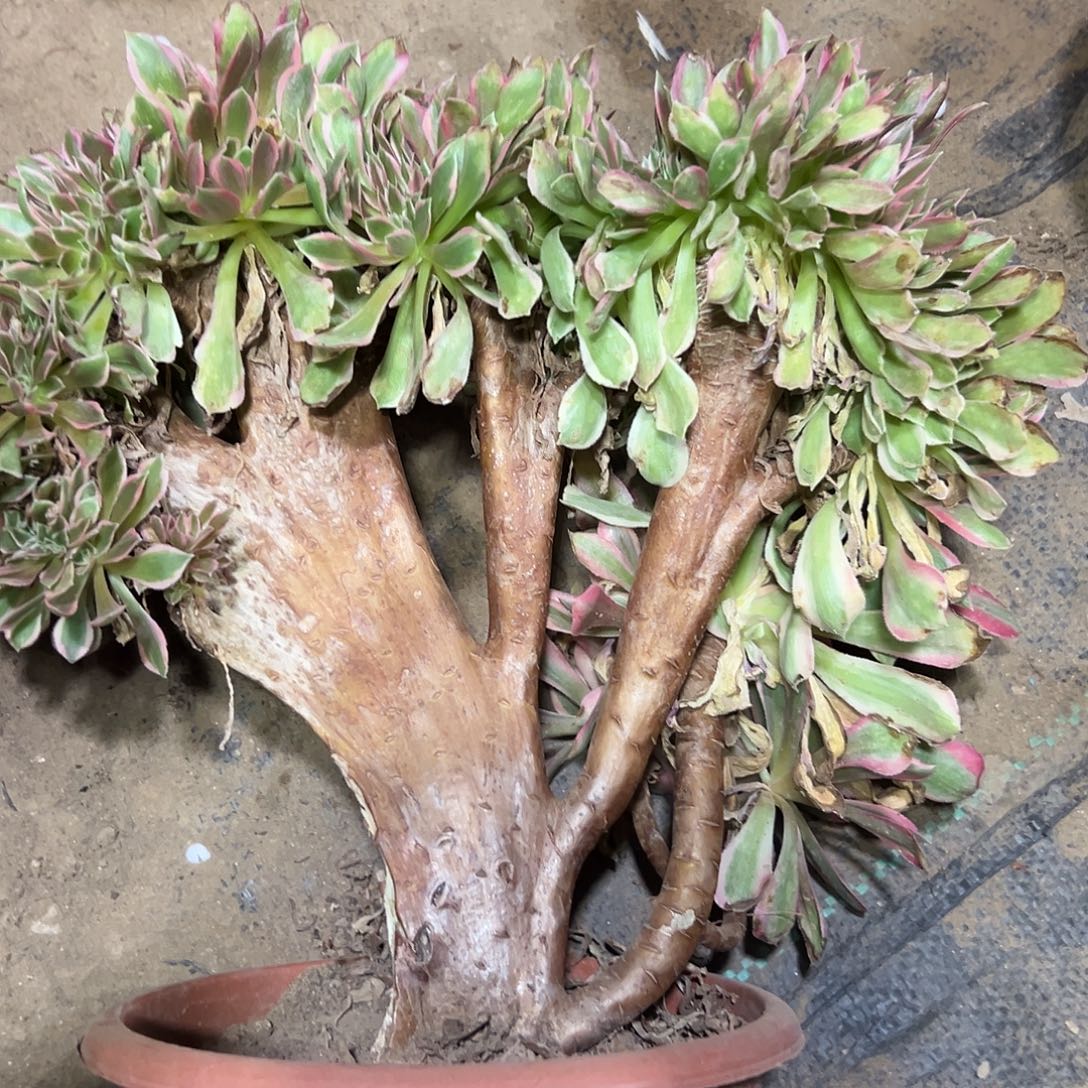 多肉植物女神缀花126