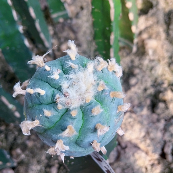 971螺旋长毛乌仙仙人球