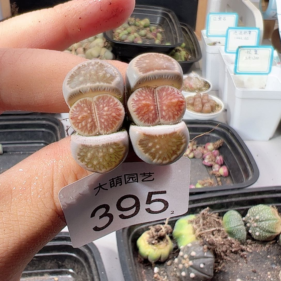 0000395优选岛田红窗菊