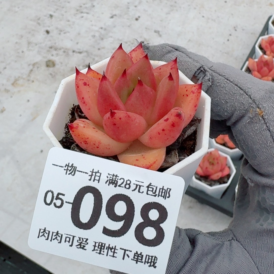 香槟杂无盆土发货无盆