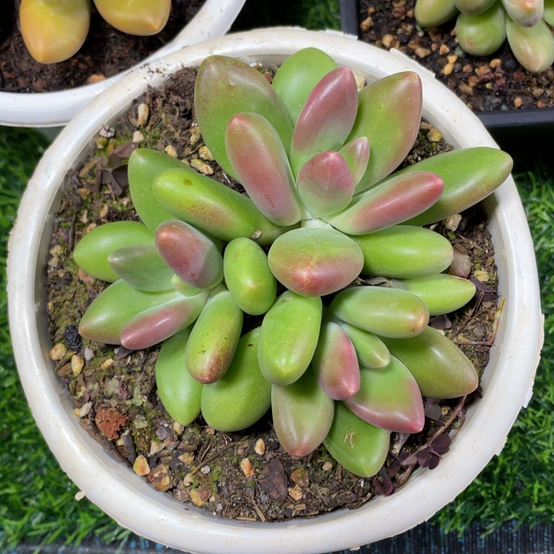 3头芒果奶多肉植物