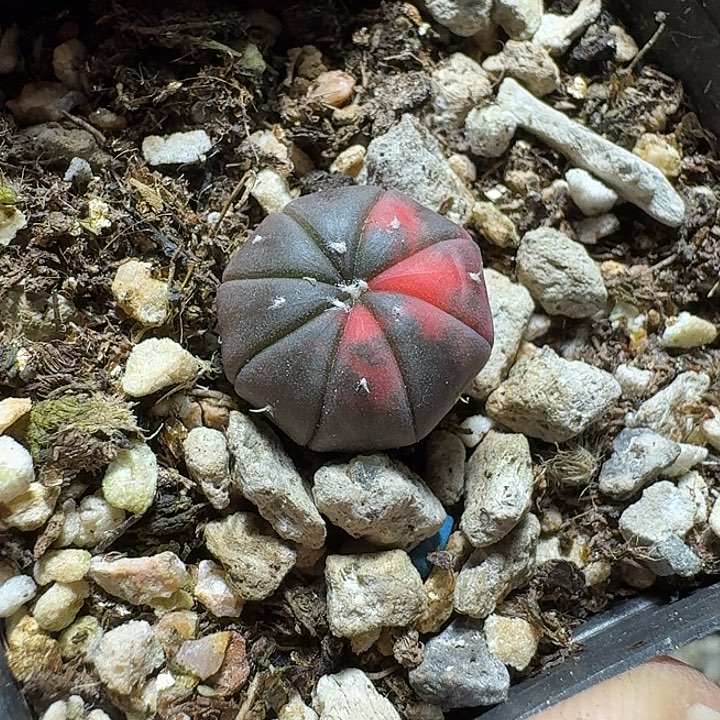 579兜锦脱土发货实生