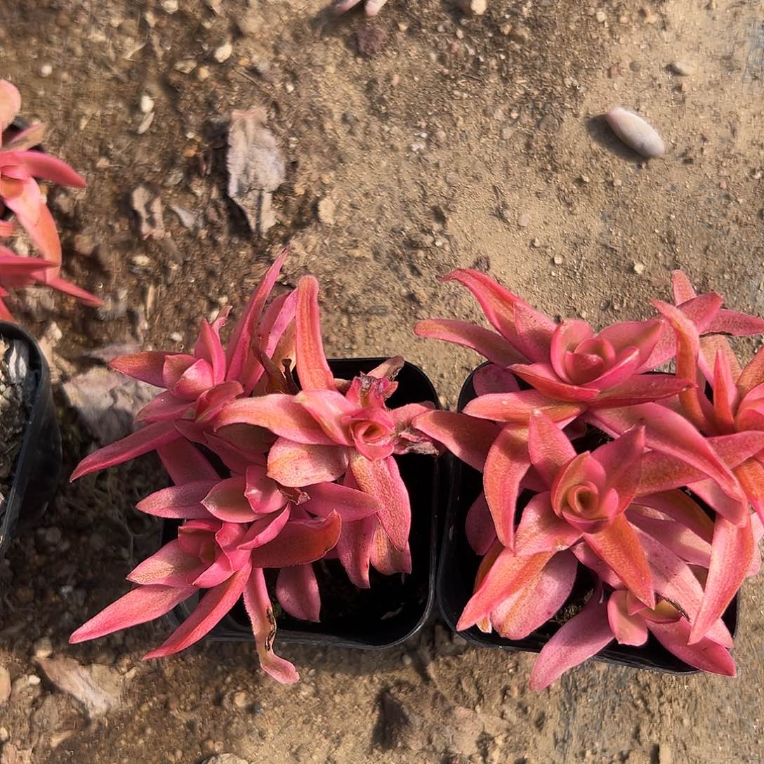 多肉植物火祭锦两颗