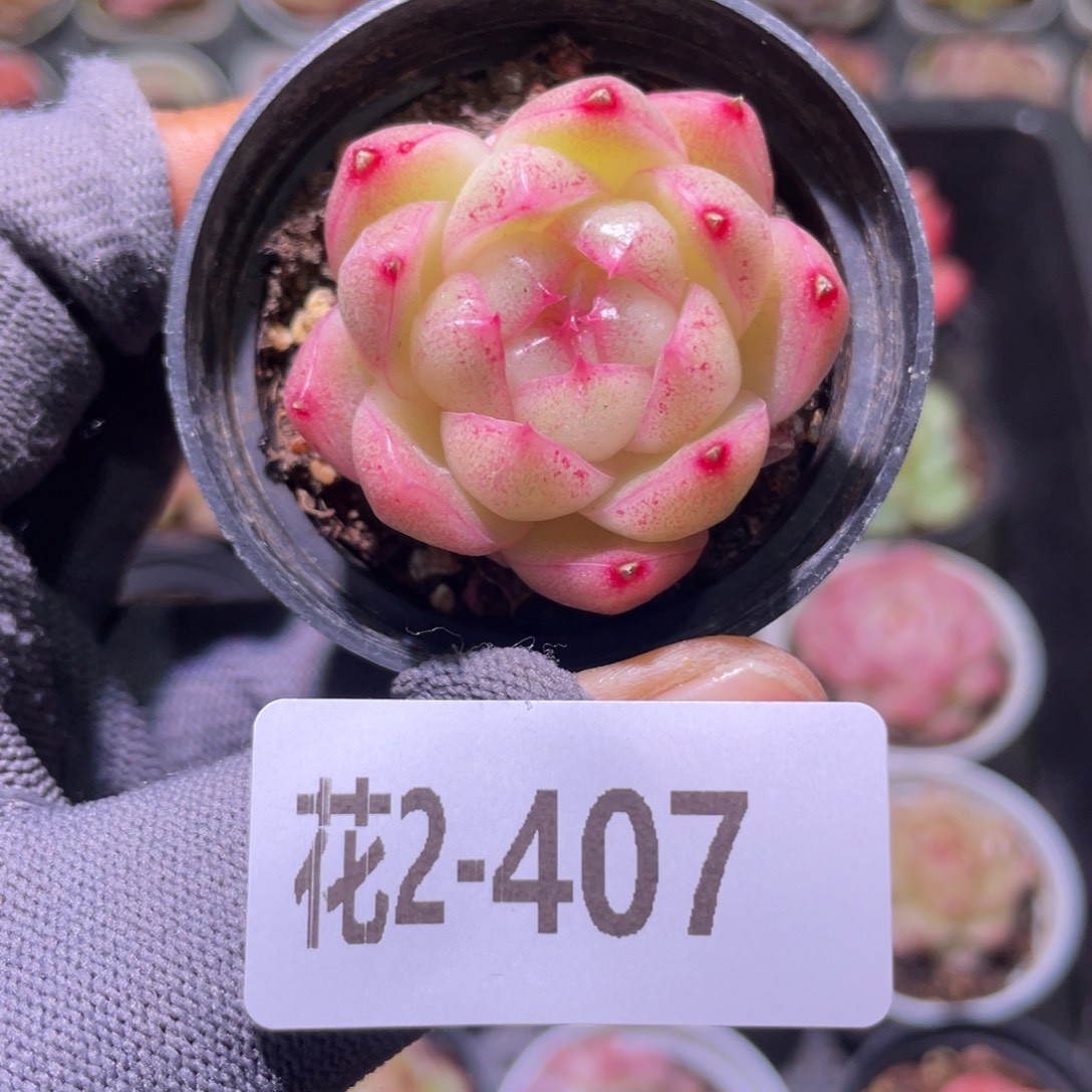 花利美2-407麦秆 