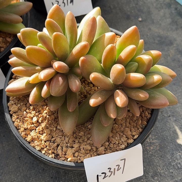 1231279芒果奶群生无砍多头