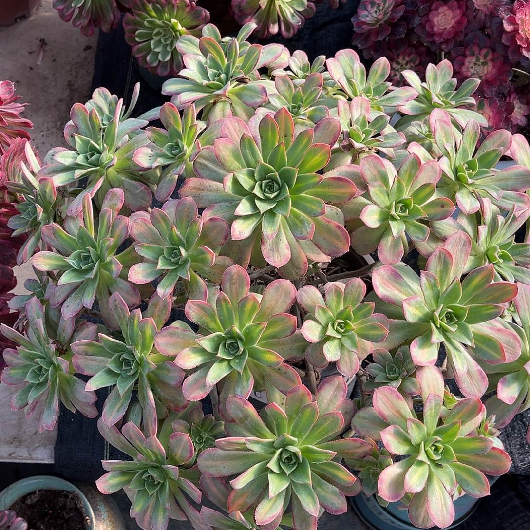 法师多肉植物漂亮漂亮