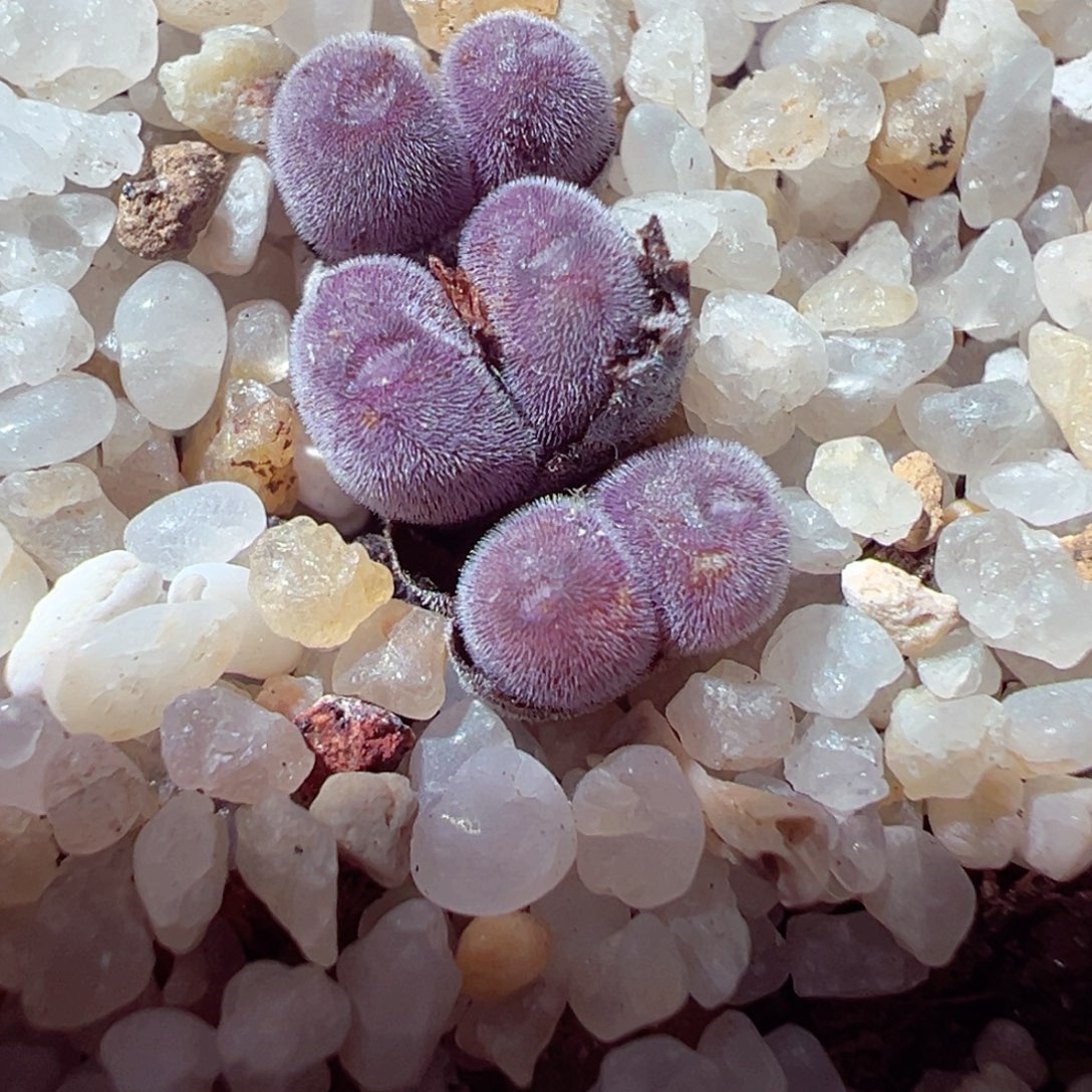 1128-797多肉多肉猕猴桃