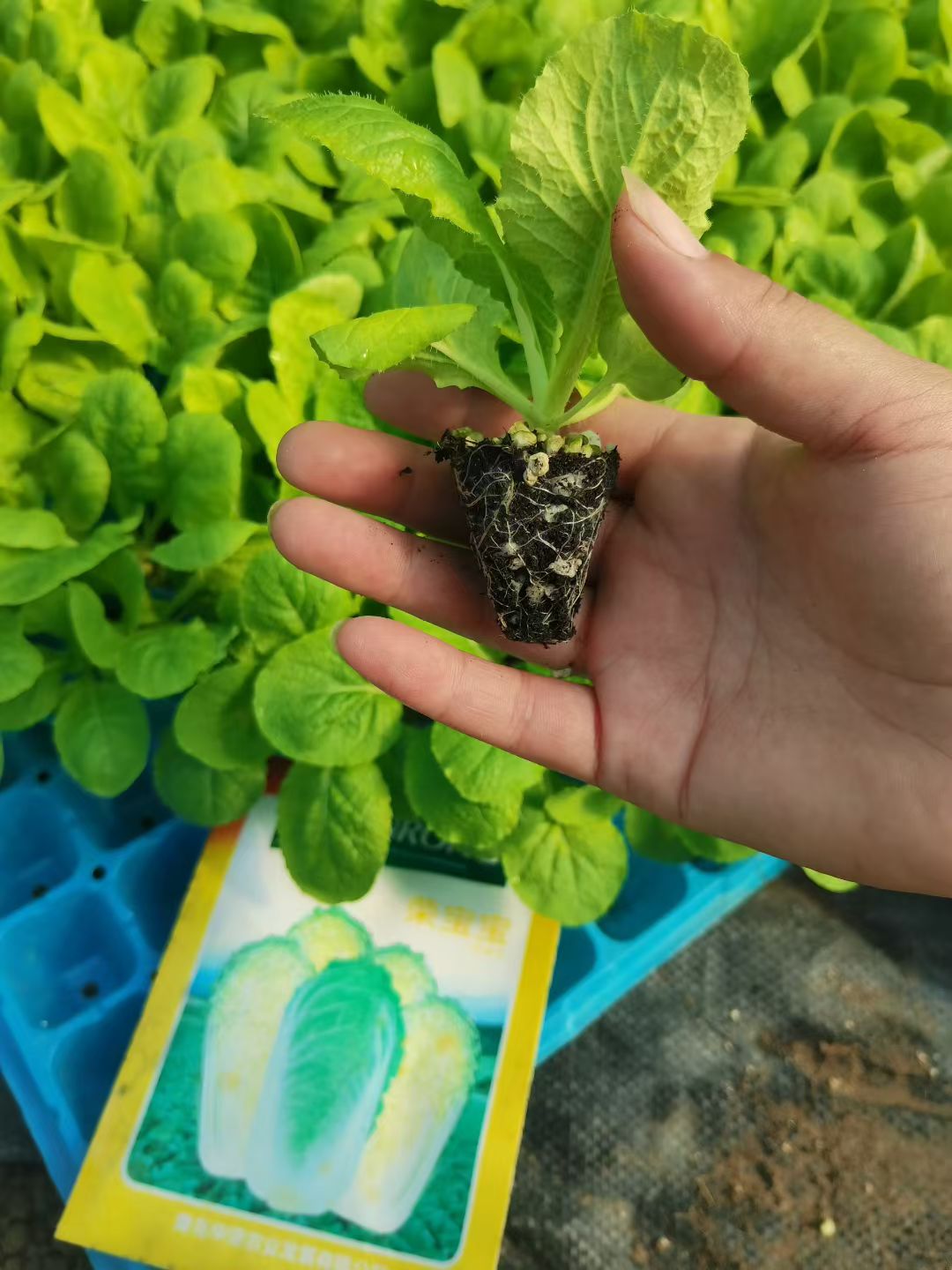 高产黄心大白菜秧苗花菜苗娃娃菜苗绿甘蓝乌塌菜秋冬耐寒蔬菜种苗