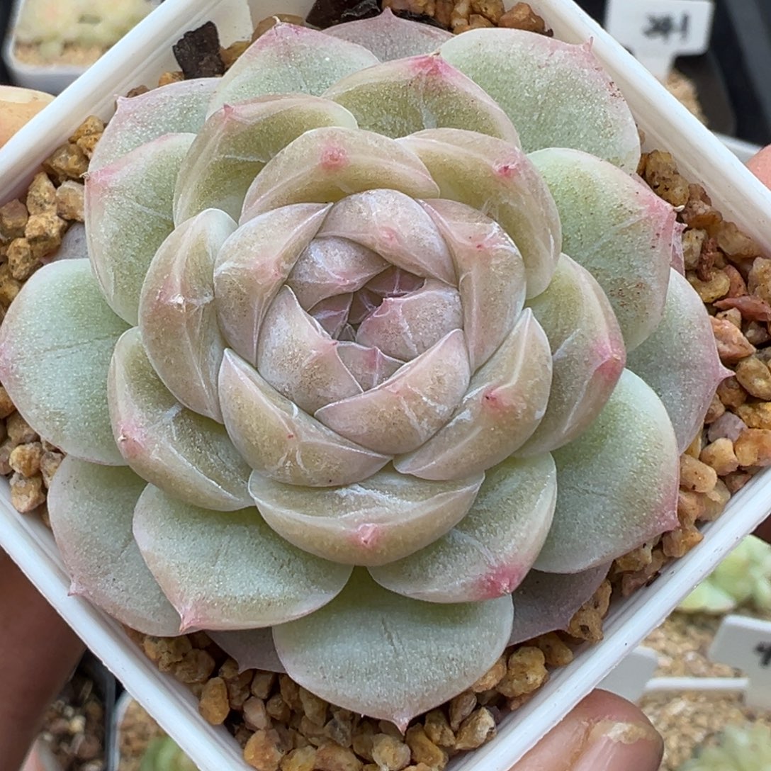 108号mn晗雨多肉植物