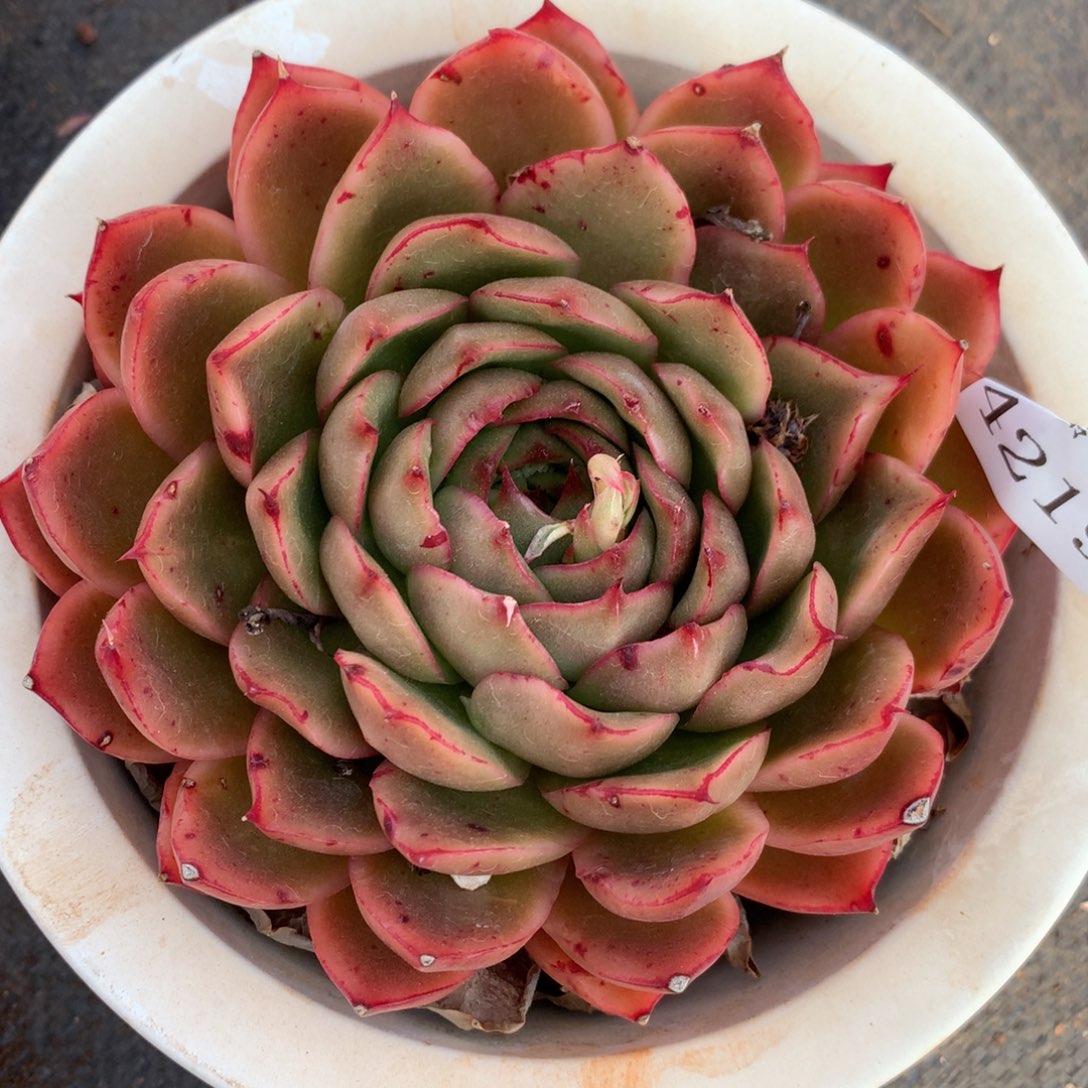 4219杂交多肉植物