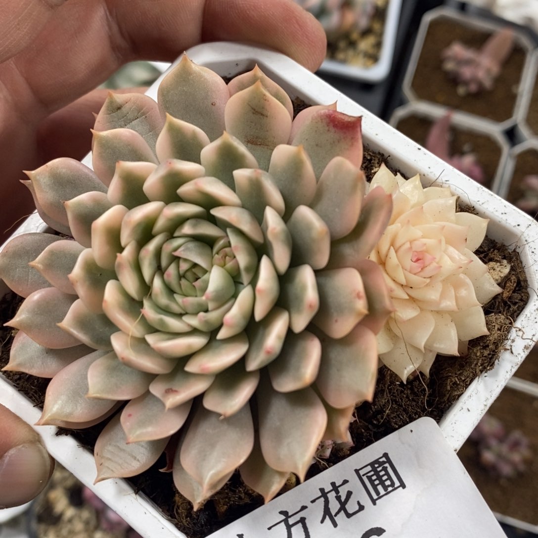 506奥利维亚锦单头带侧芽