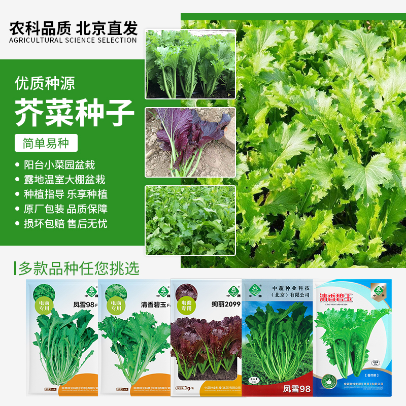 【农科院中蔬】芥菜种子种菜蔬菜香菜茼蒿菜种子优质南北方种植