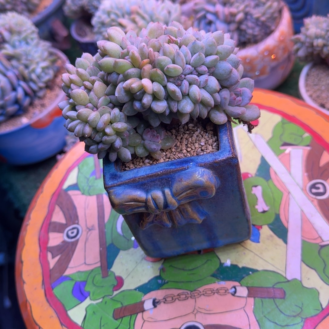 星影树缀多肉12厘米