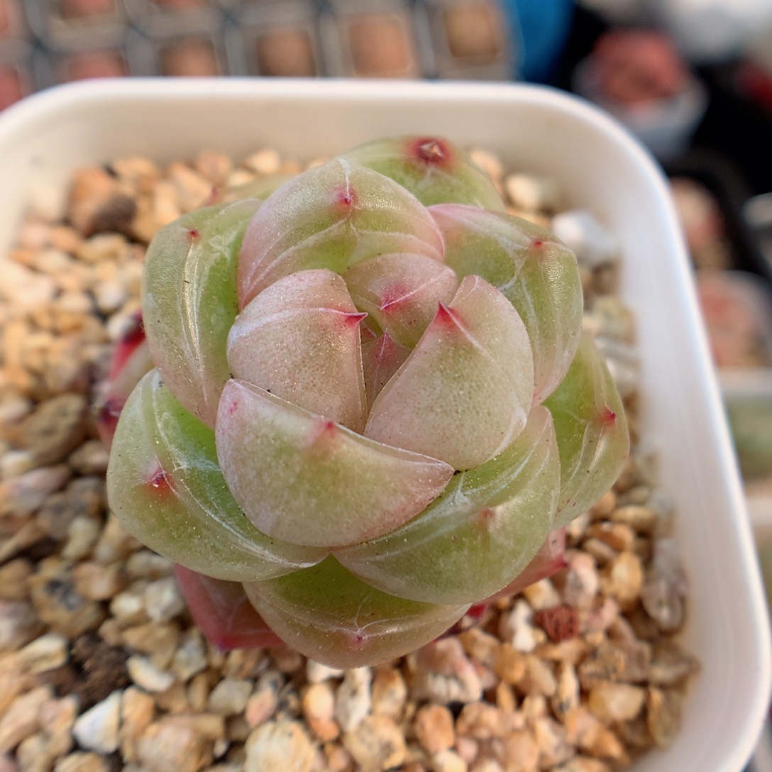 一物一拍精品多肉。珍妮23