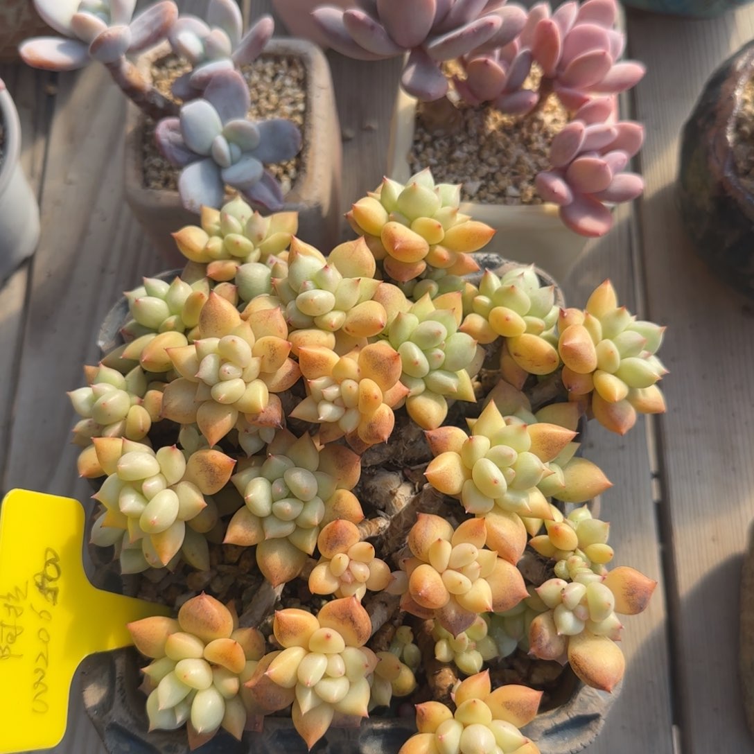 北遇一物一拍蹦蹦