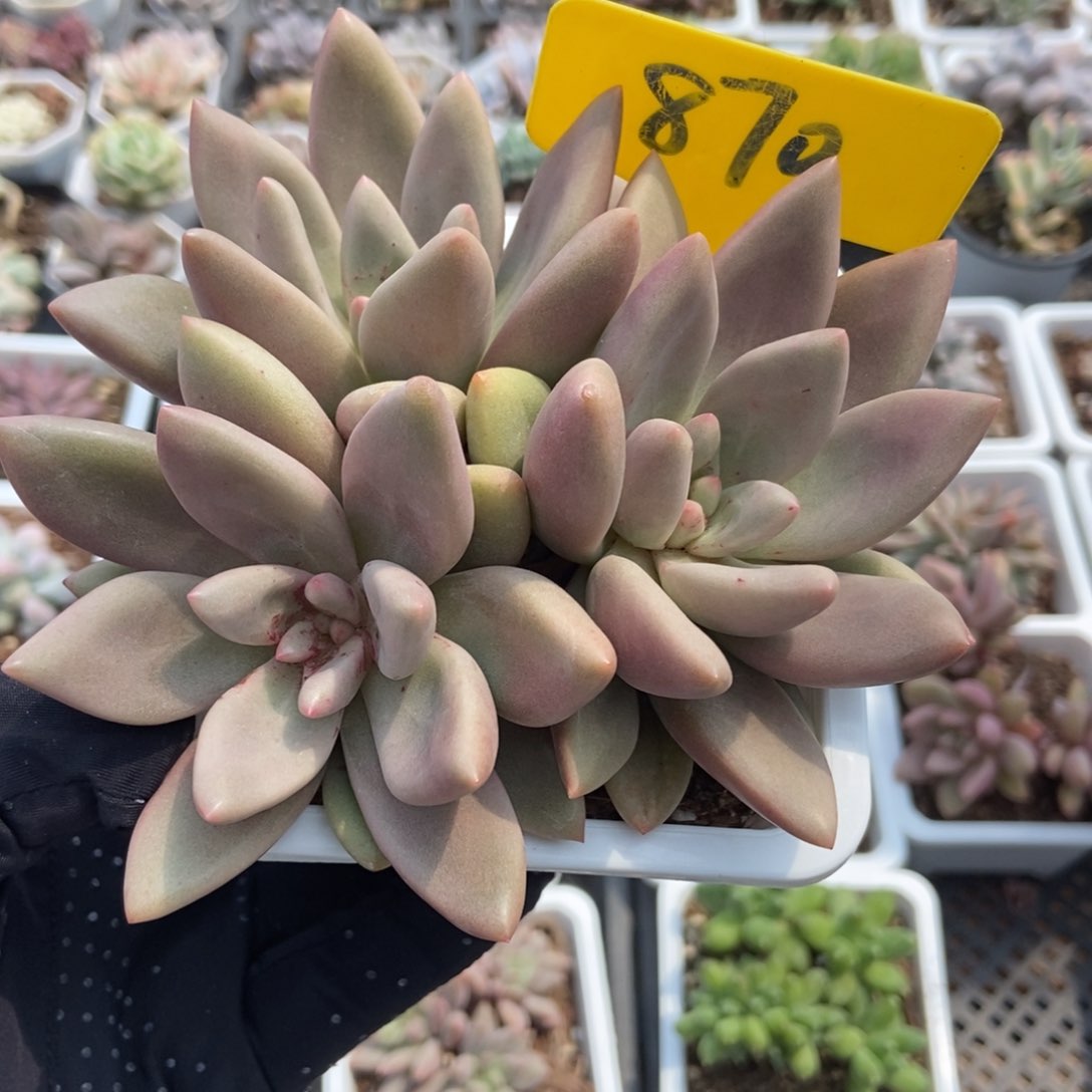 870桃花源多肉植物保护