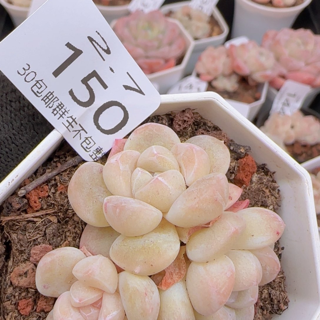 三头冰玉一颗脱土发货