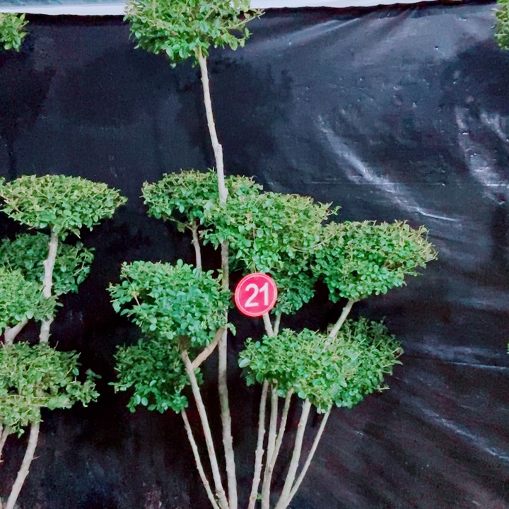 一物一拍一物一拍