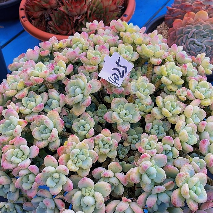 孙**m樱花罗埼4025