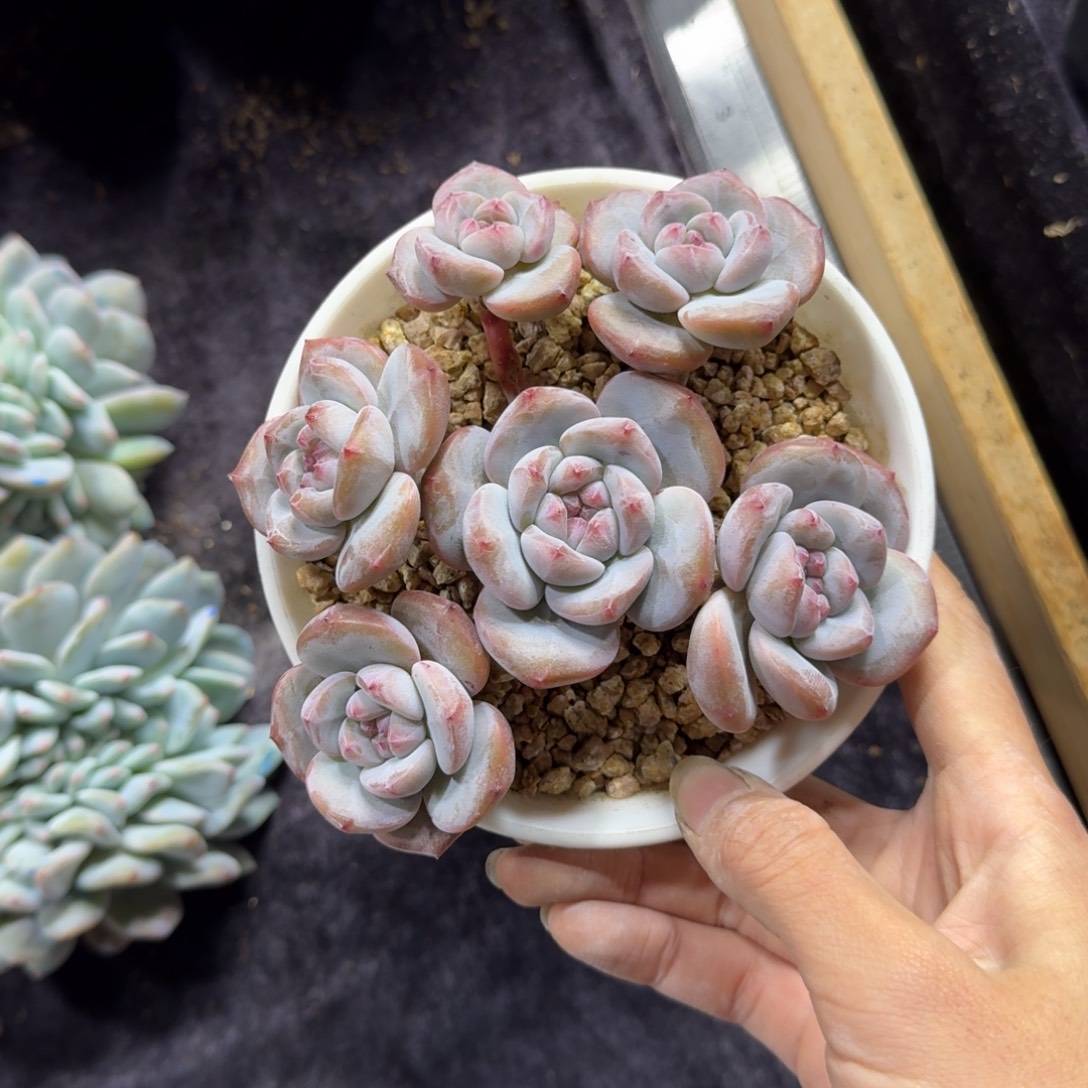 星影6头无砍一物一拍