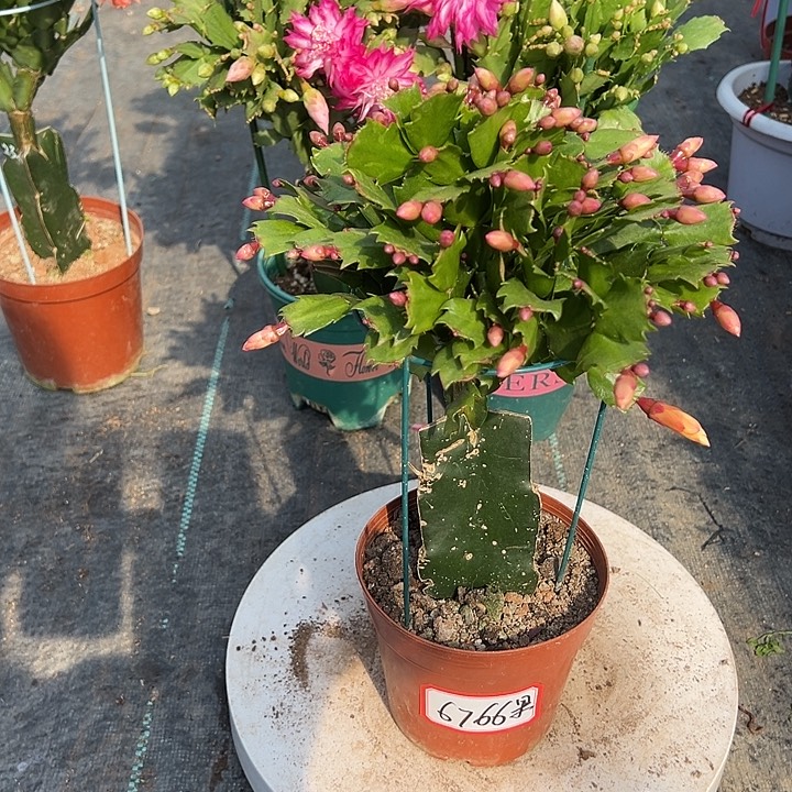 黄色索菲亚蟹爪兰6766