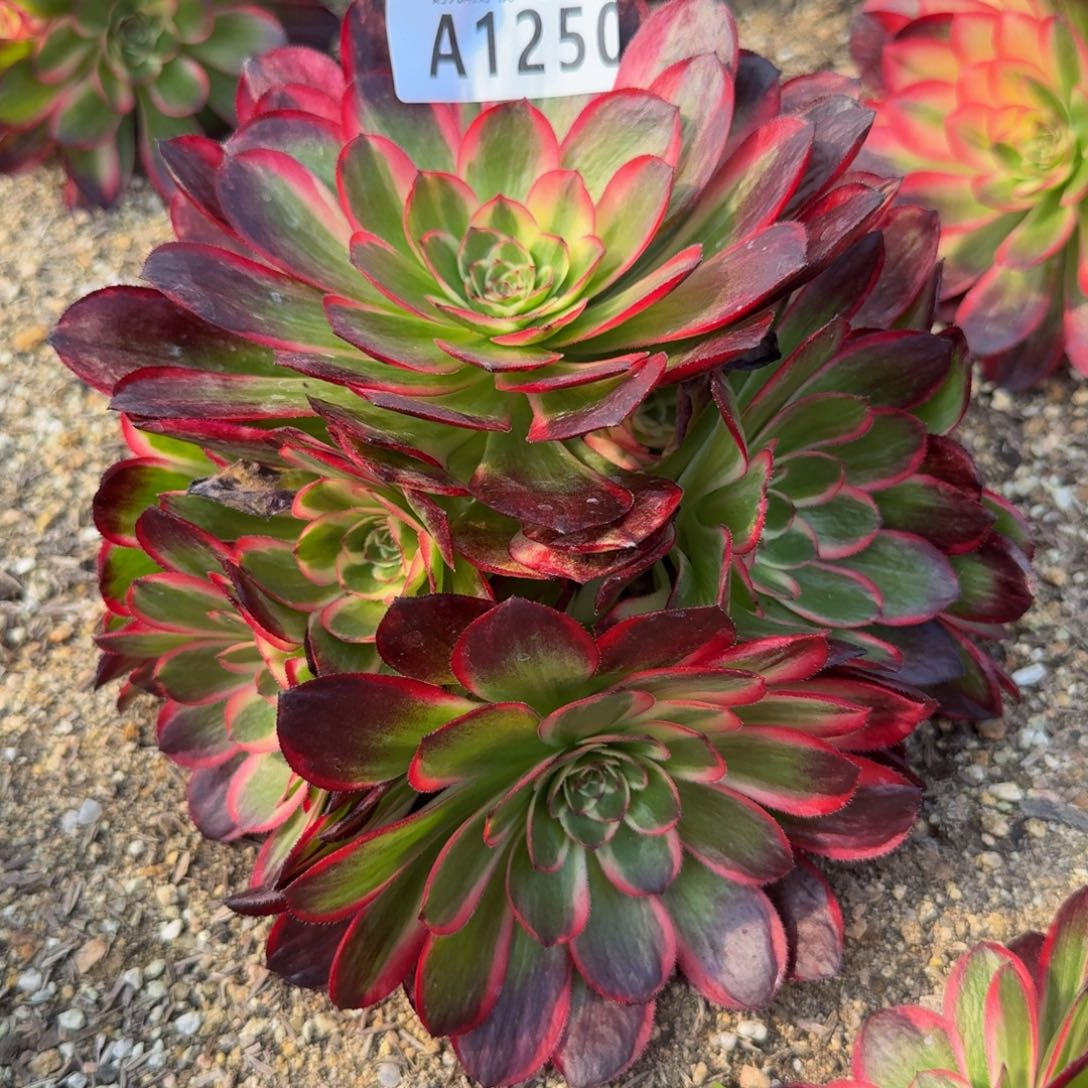 1280海神。多肉植物