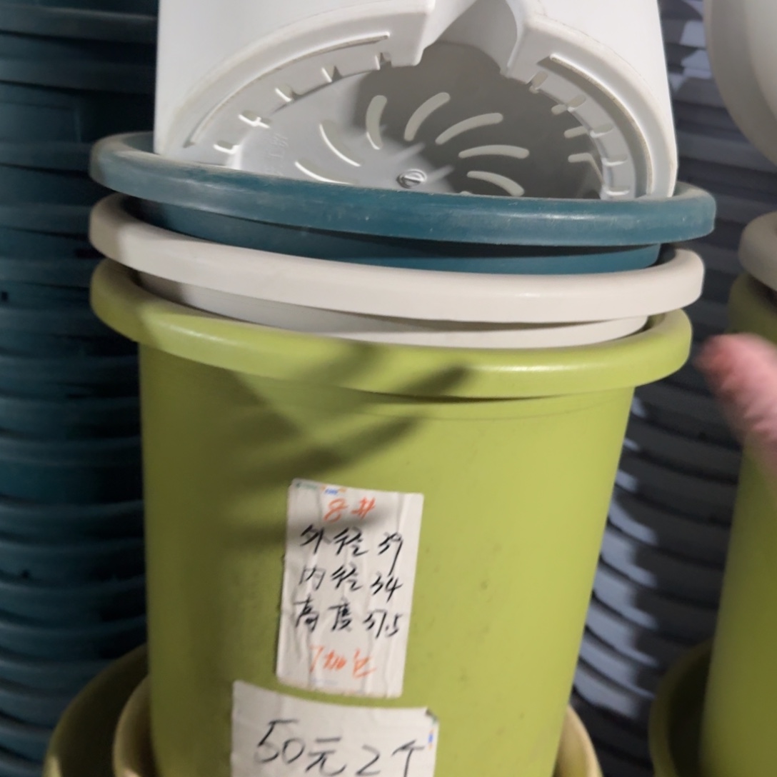四季8#口径39无拖果绿5个
