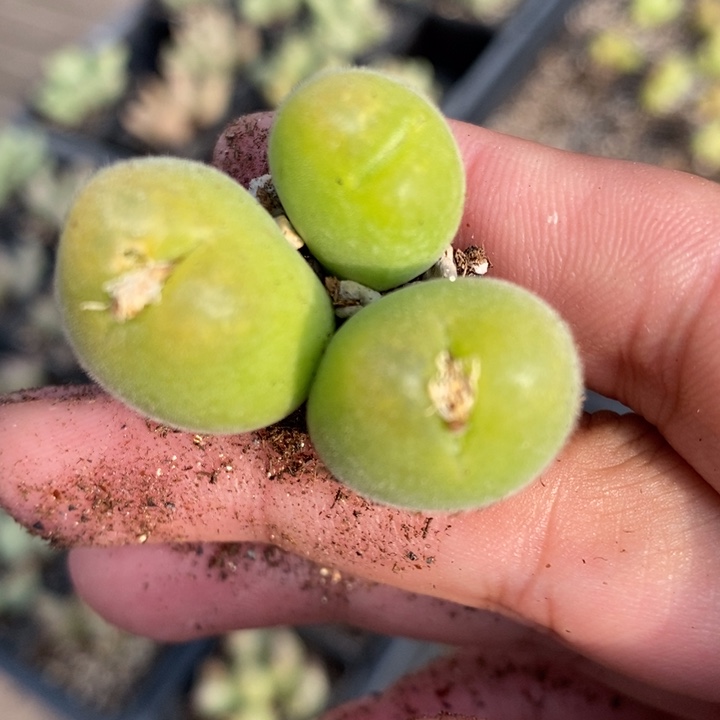 1310一颗一颗一颗