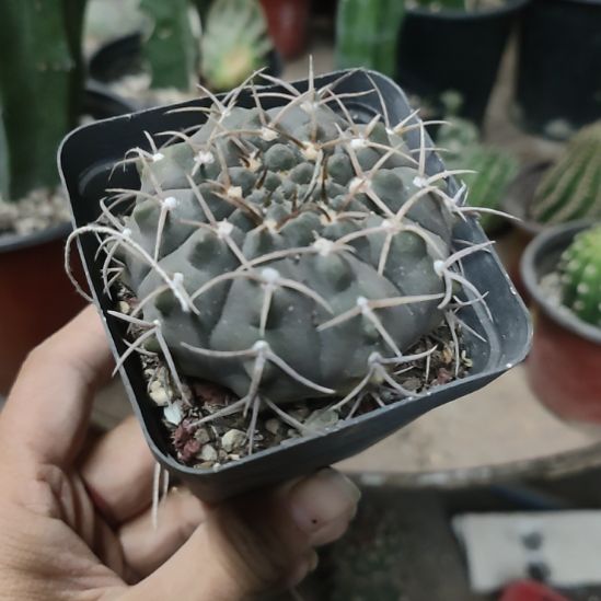 仙人球三本刺带根