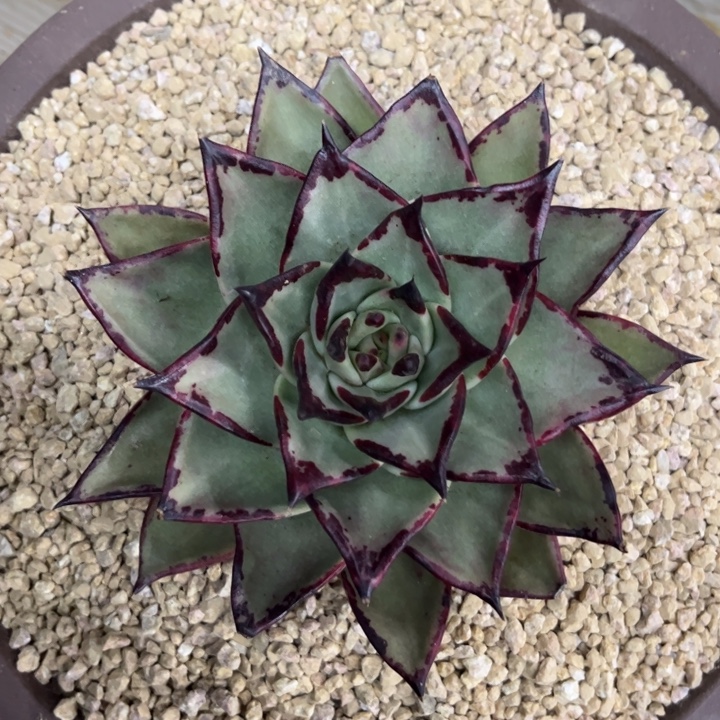 完美质感hbg111111111