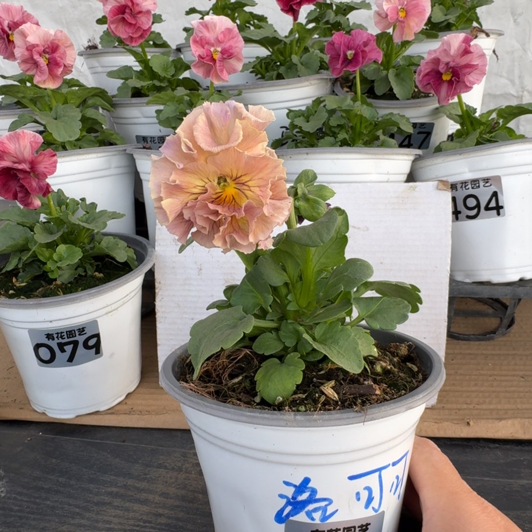 全部花朵108号角堇