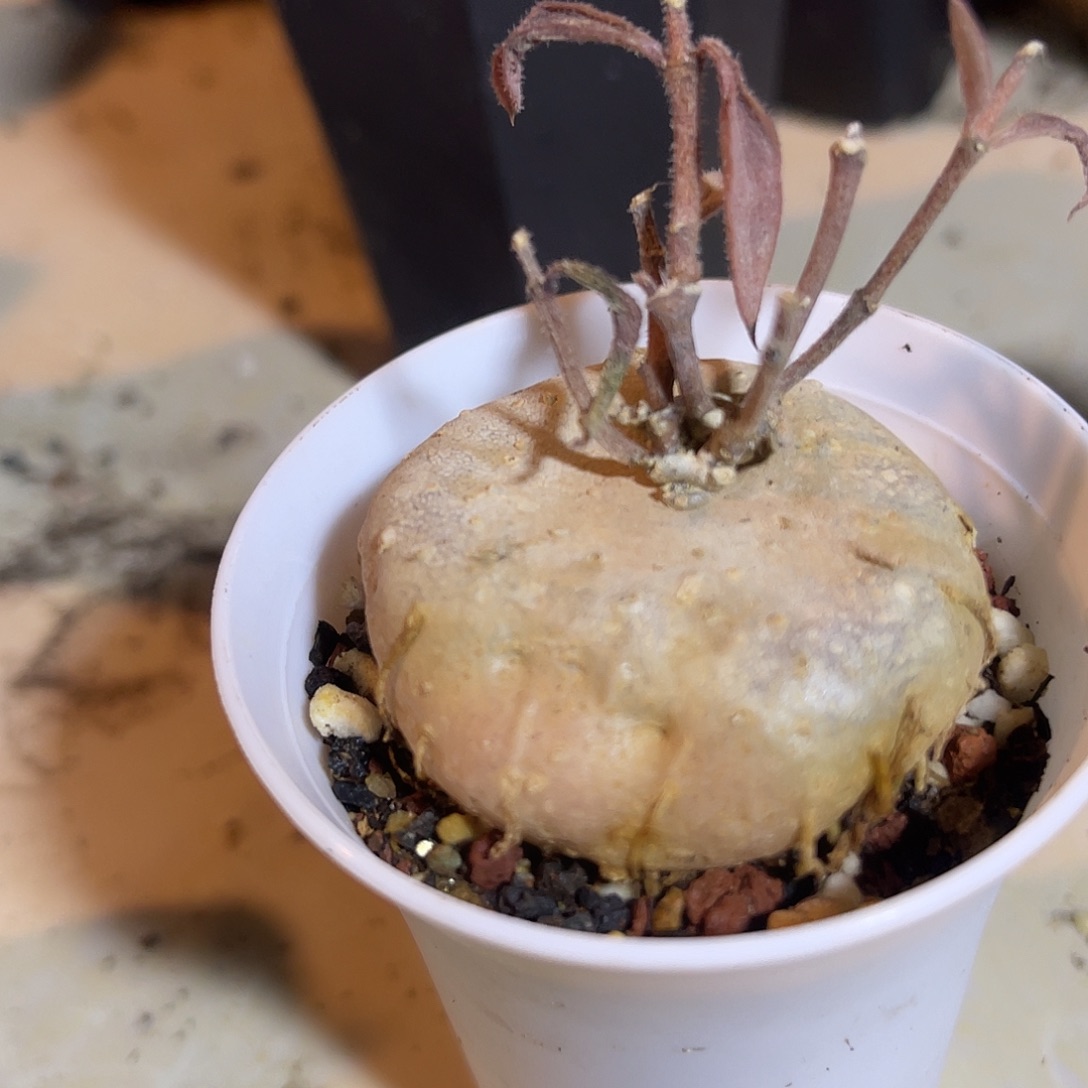 实生玉扣球兰一物一拍