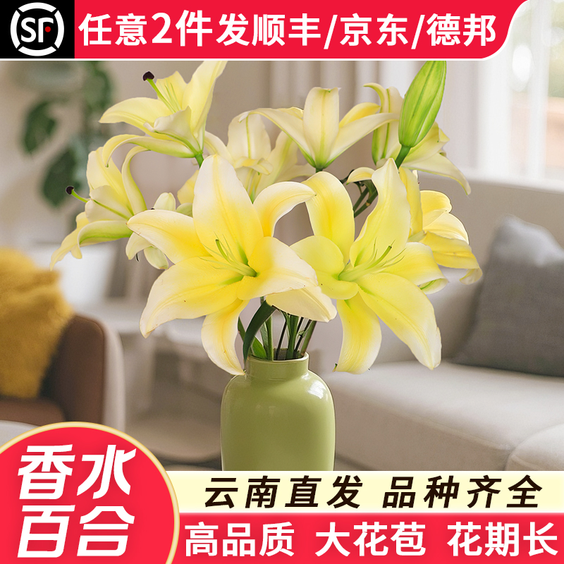 香水百合花鲜花云南昆明基地直发新鲜百合水养插花鲜切花苞花束