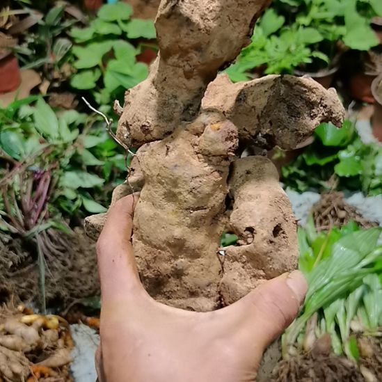 不开花植物不开花植物