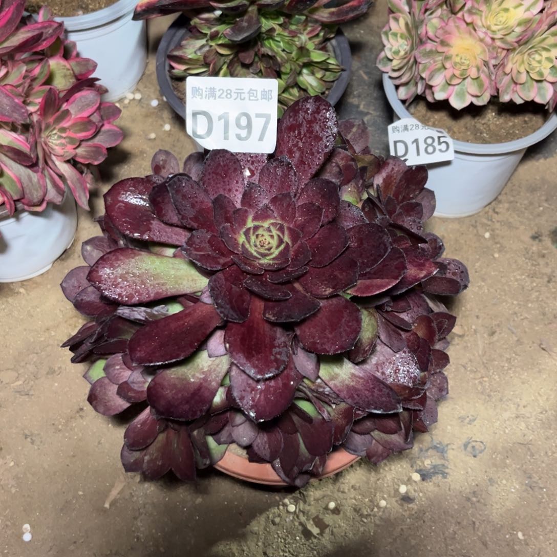 197多肉植物花花公子