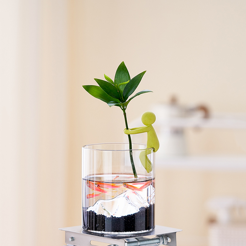 竹柏水培植物驱蚊竹子室内办公室桌面绿植创意微景观摆件好养礼物