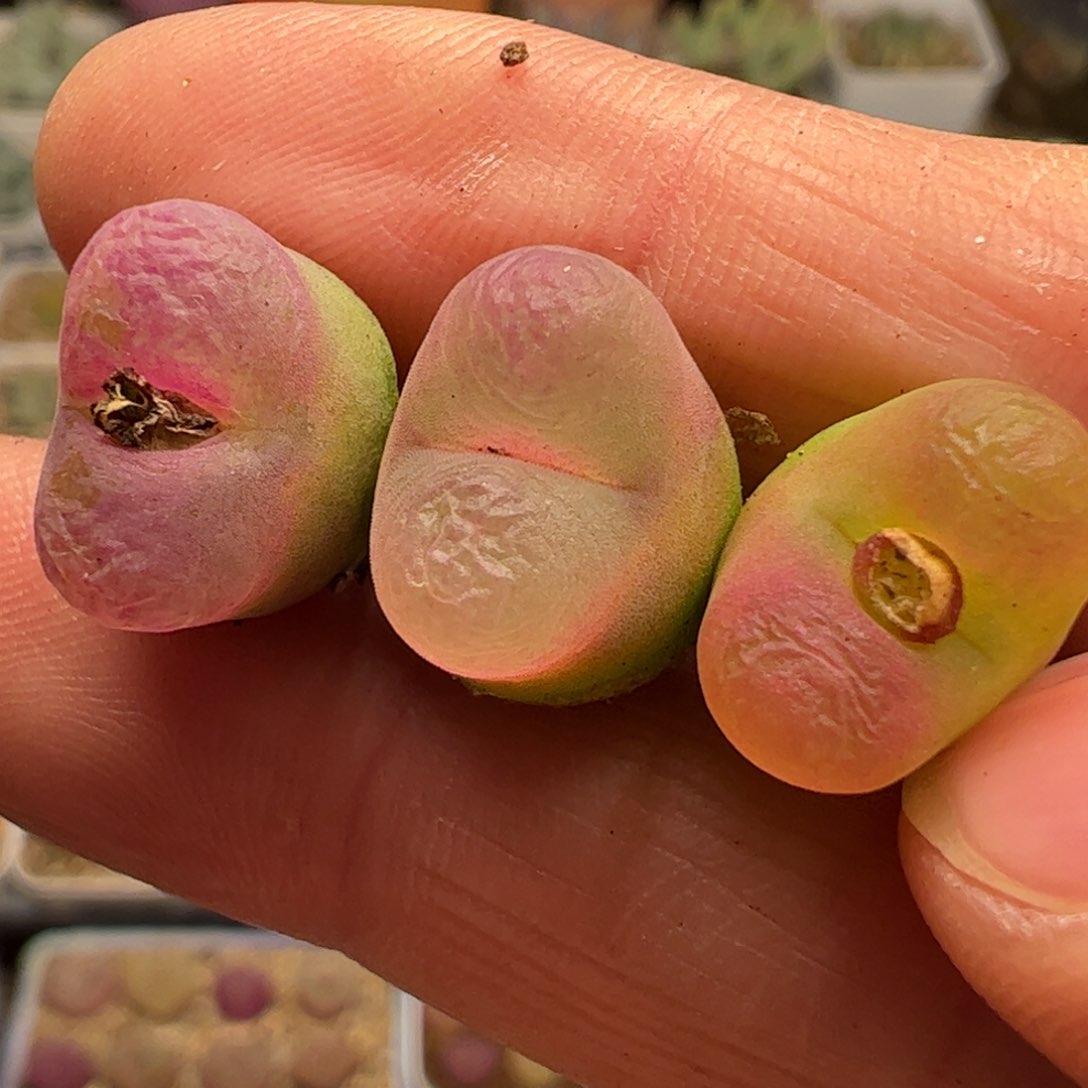 一组多肉植物组合1