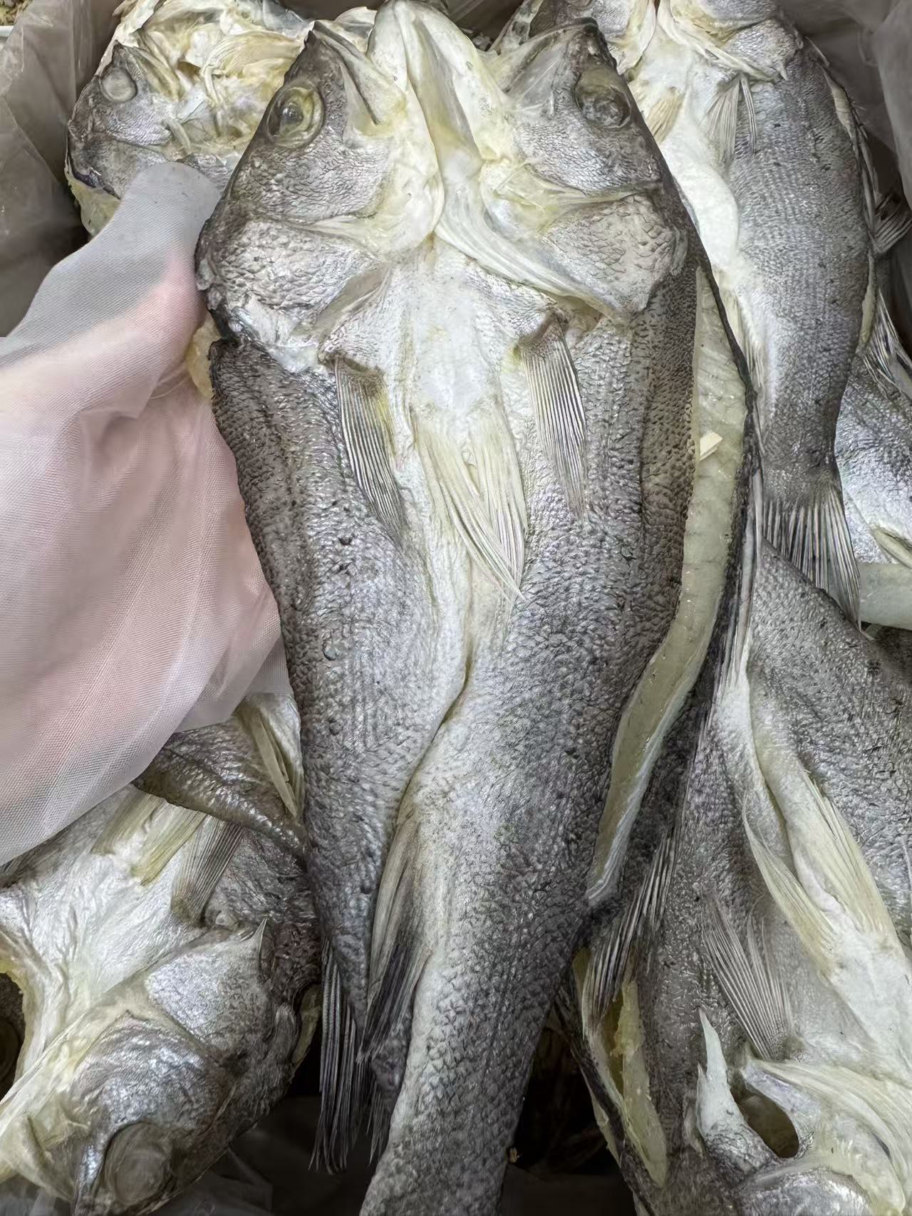 渔民自晒  海鲈鱼片