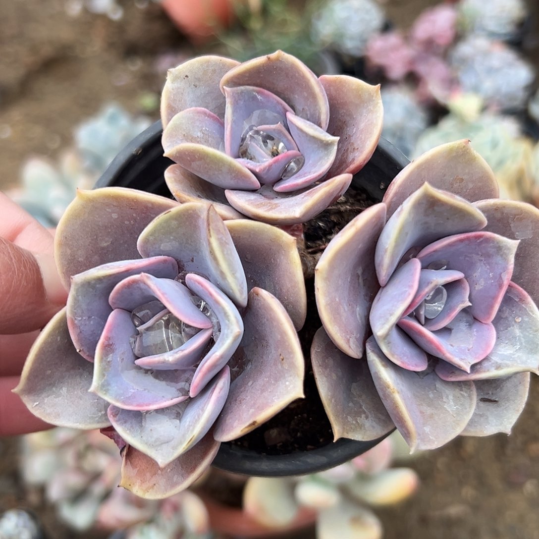 多肉植物多肉植物