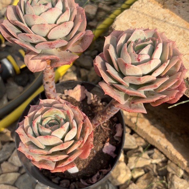 多肉植物03804vfhhh